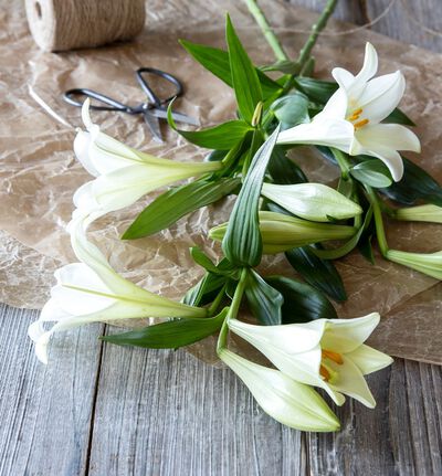 Liljer Longiflorum Liljer Longiflorum